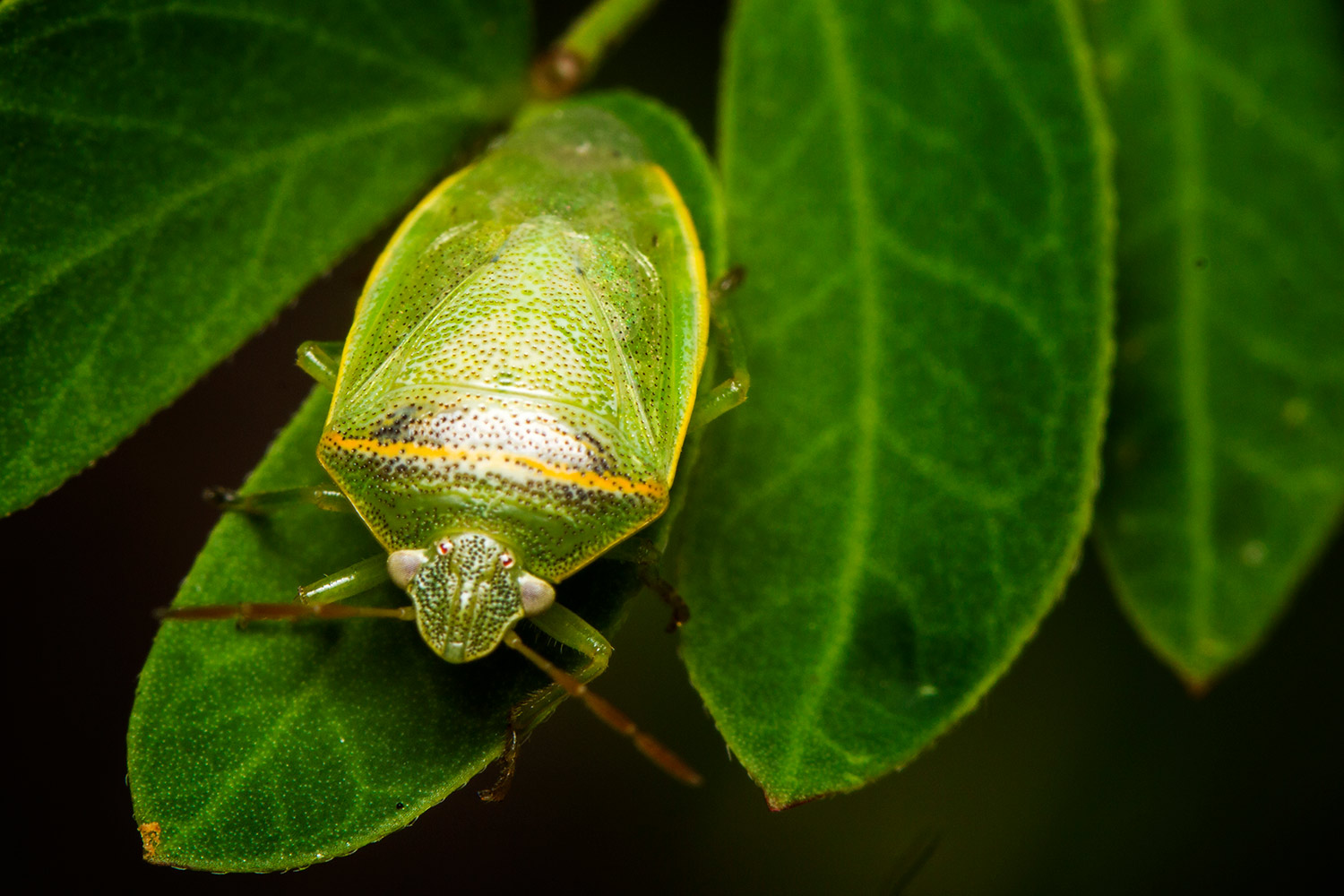 Red Banded Stink Bug Barbados